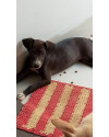 doacao-de-pitbull-mestico-small-0