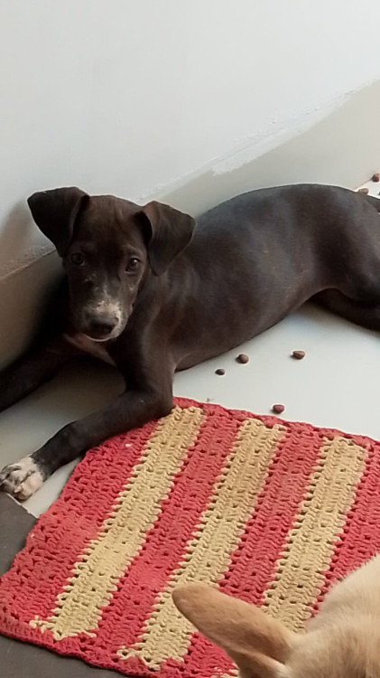 doacao-de-pitbull-mestico-adocao-doacao-cachorro-gato-0