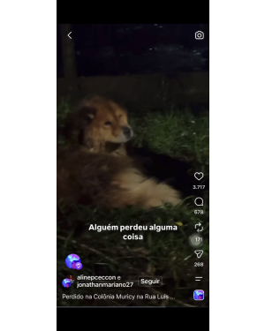 Chow Chow