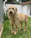 ximbinha-procura-um-lar-small-1