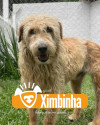 ximbinha-procura-um-lar-small-0