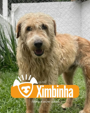 XIMBINHA PROCURA UM LAR