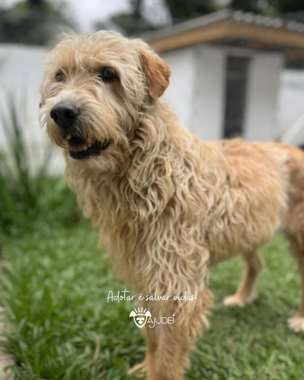 ximbinha-procura-um-lar-adocao-doacao-cachorro-gato-3