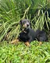wagner-procura-um-lar-small-3
