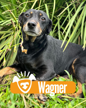 WAGNER PROCURA UM LAR!