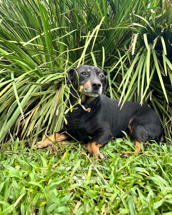 wagner-procura-um-lar-adocao-doacao-cachorro-gato-3