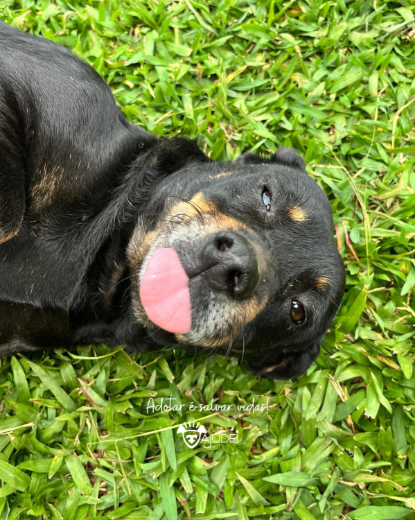 wagner-procura-um-lar-adocao-doacao-cachorro-gato-2