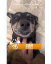fifi-procura-um-lar-small-0