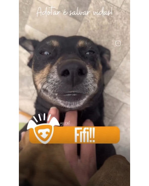 FiFI PROCURA UM LAR!