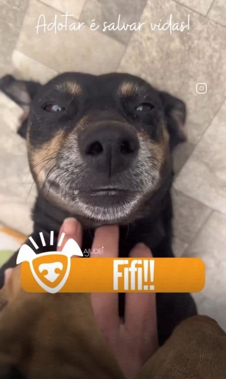 fifi-procura-um-lar-adocao-doacao-cachorro-gato-0