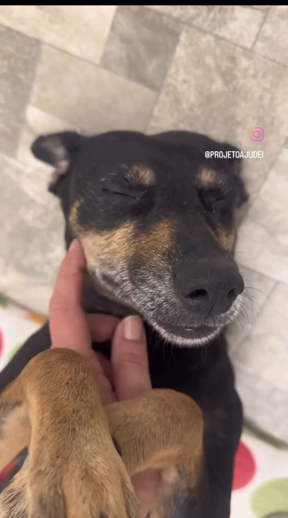 fifi-procura-um-lar-adocao-doacao-cachorro-gato-1