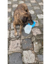 cao-encontrado-merces-small-1