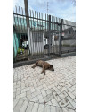 cao-encontrado-merces-small-0