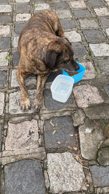 cao-encontrado-merces-adocao-doacao-cachorro-gato-1