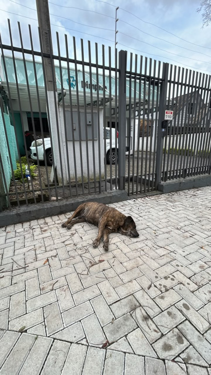 cao-encontrado-merces-adocao-doacao-cachorro-gato-0