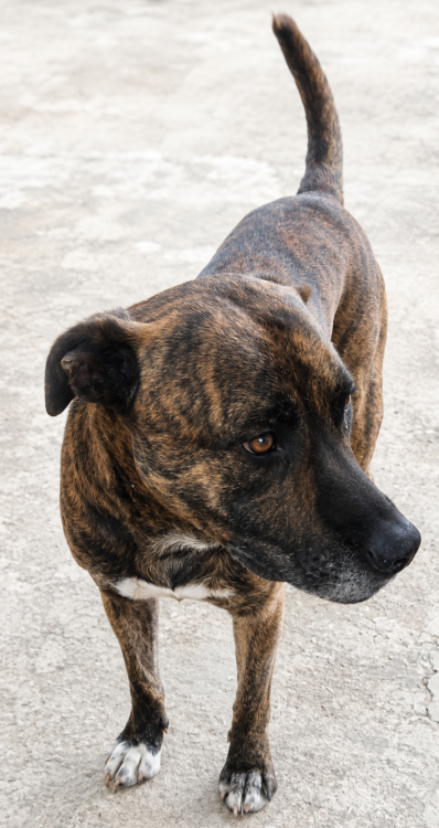 vitorio-em-busca-de-uma-familia-de-verdade-adocao-doacao-cachorro-gato-1