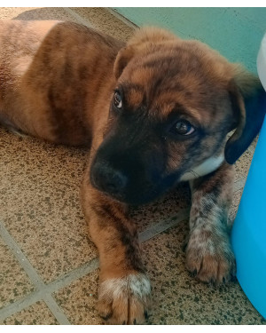 Loki e Laika precisam de um lugar melhor - Adoção conjunta