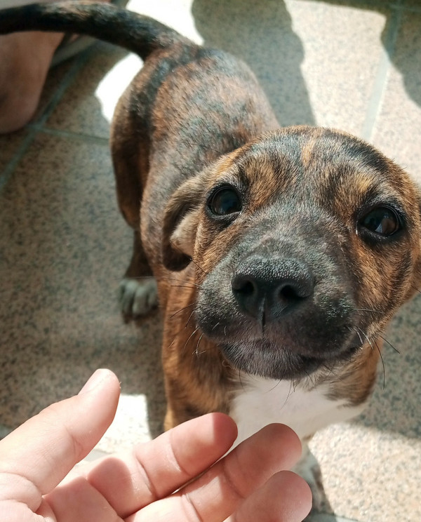 loki-e-laika-precisam-de-um-lugar-melhor-adocao-conjunta-adocao-doacao-cachorro-gato-1