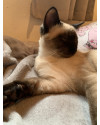 cookie-adocao-responsavel-small-2