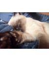 cookie-adocao-responsavel-small-0