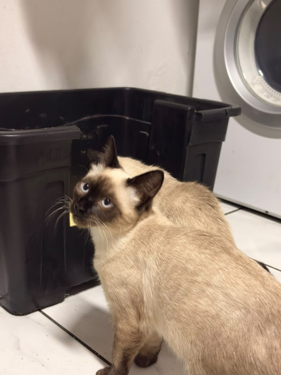 cookie-adocao-responsavel-adocao-doacao-cachorro-gato-1