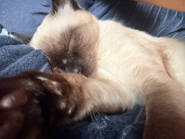 cookie-adocao-responsavel-adocao-doacao-cachorro-gato-0