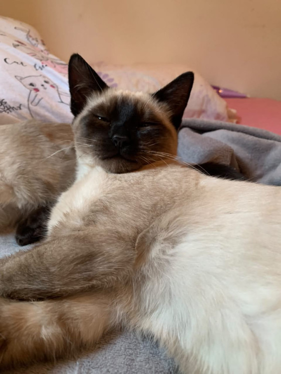 cream-adocao-responsavel-adocao-doacao-cachorro-gato-1