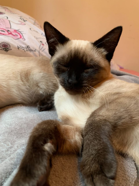 cream-adocao-responsavel-adocao-doacao-cachorro-gato-0