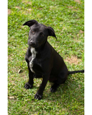 BELA - 6 meses