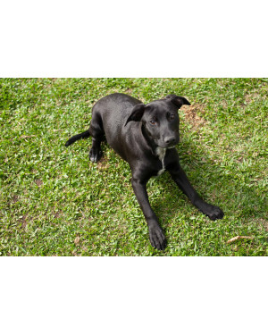 BELA - 6 meses