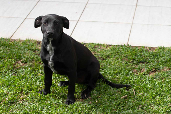bela-6-meses-adocao-doacao-cachorro-gato-3