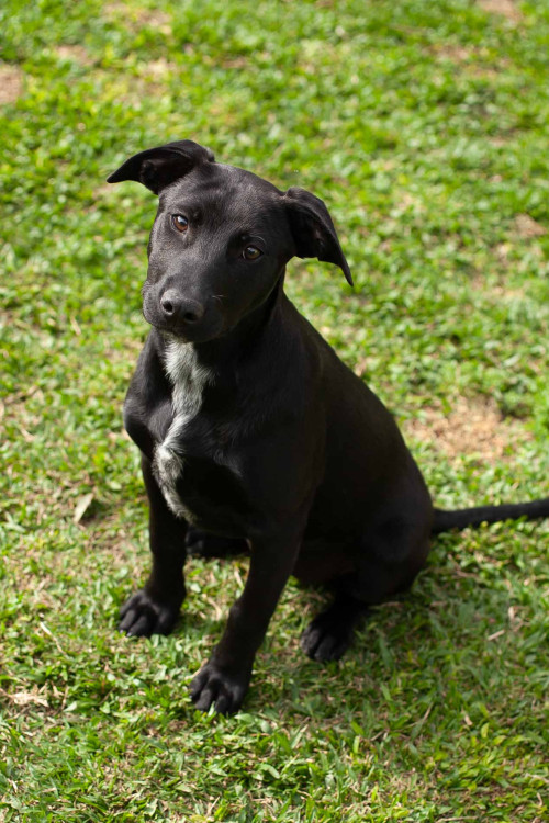 bela-6-meses-adocao-doacao-cachorro-gato-0