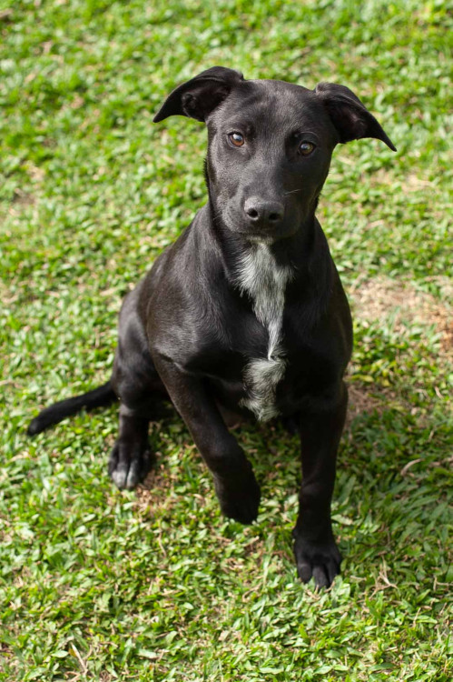 bela-6-meses-adocao-doacao-cachorro-gato-1