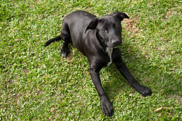 bela-6-meses-adocao-doacao-cachorro-gato-2