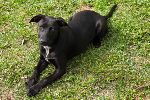 bela-6-meses-adocao-doacao-cachorro-gato-4
