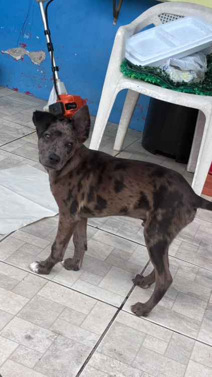 torresmo-adocao-doacao-cachorro-gato-3
