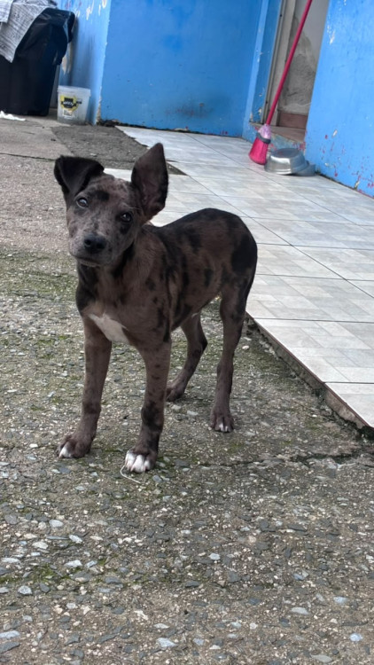 torresmo-adocao-doacao-cachorro-gato-2