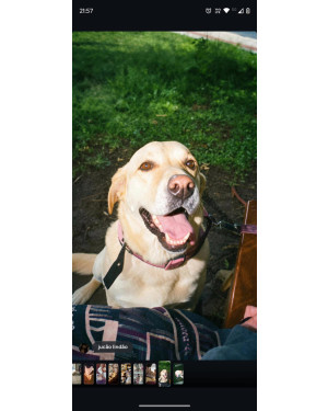 Labrador Jucão