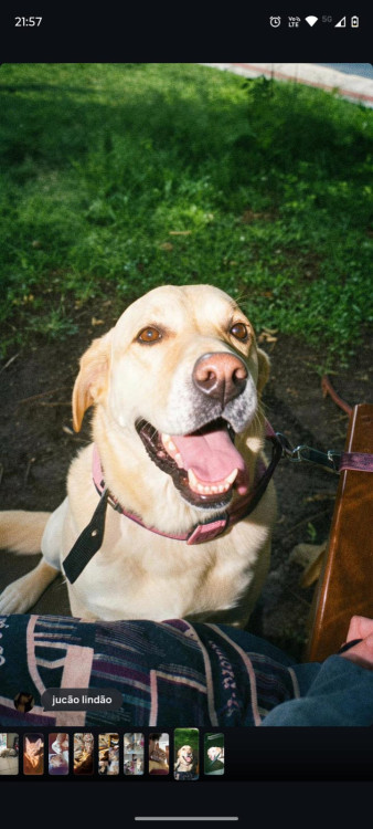 labrador-jucao-adocao-doacao-cachorro-gato-0
