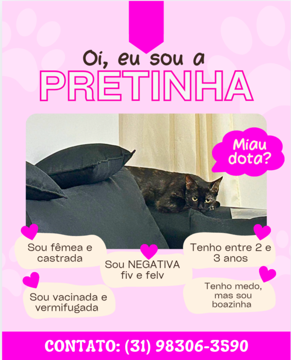 linda-gatinha-para-adocao-responsavel-adocao-doacao-cachorro-gato-0