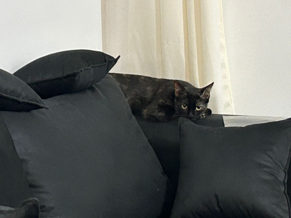 linda-gatinha-para-adocao-responsavel-adocao-doacao-cachorro-gato-1