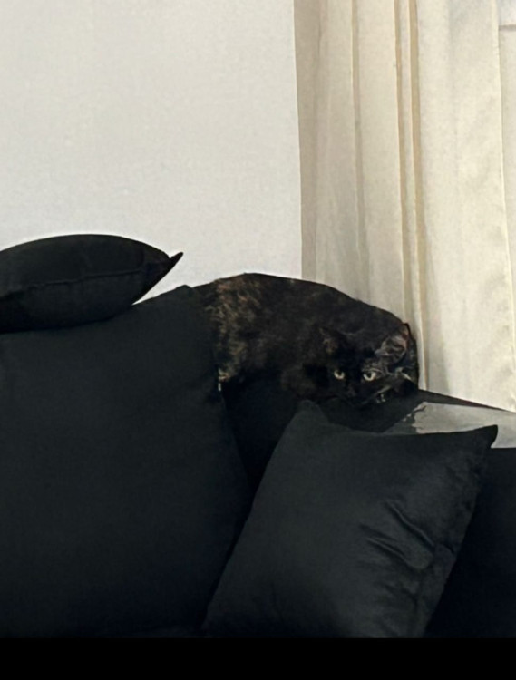 linda-gatinha-para-adocao-responsavel-adocao-doacao-cachorro-gato-2