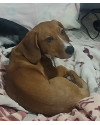 procurando-um-lar-para-o-pequeno-max-small-0