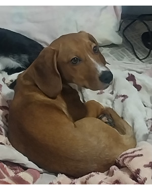 Procurando um lar para o pequeno Max