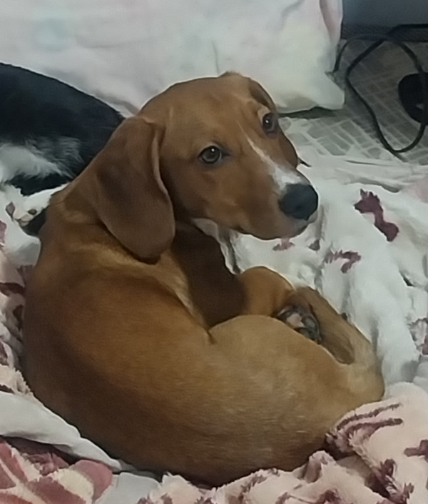 procurando-um-lar-para-o-pequeno-max-adocao-doacao-cachorro-gato-0