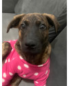 pijaminha-de-bolinha-e-coracao-cheio-de-amor-quem-resiste-a-essa-princesinha-small-0