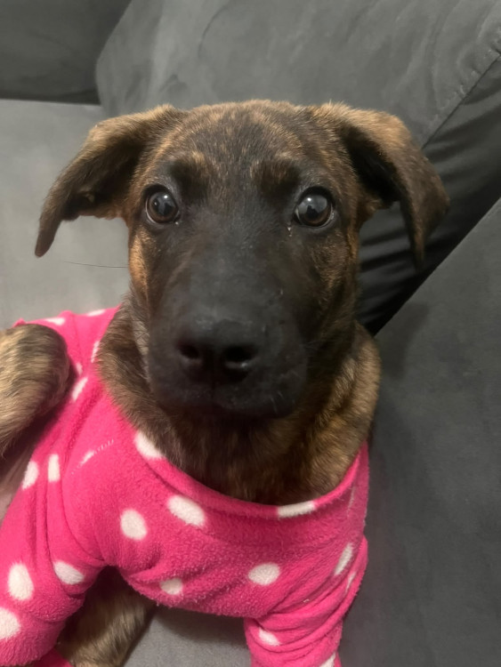 pijaminha-de-bolinha-e-coracao-cheio-de-amor-quem-resiste-a-essa-princesinha-adocao-doacao-cachorro-gato-0