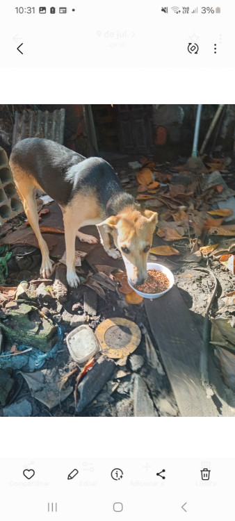 doacao-cadela-castrada-adocao-doacao-cachorro-gato-0