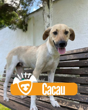 CACAU PROCURA UM LAR!