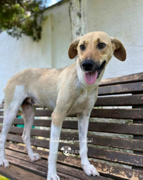 cacau-procura-um-lar-adocao-doacao-cachorro-gato-1